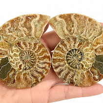 Ammonite pair (122g)