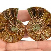 Ammonite pair 44g