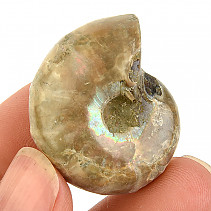 Amonit vcelku s opálovým leskem 21g z Madagaskaru