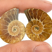 Ammonite pair from Madagascar (6g)