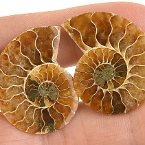 Ammonite pair from Madagascar 8g