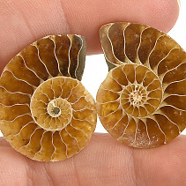 Ammonite pair (Madagascar 7g)