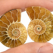 Ammonite Pair (6g)
