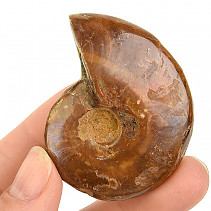 Ammonite whole with opal luster from Madagascar 35g