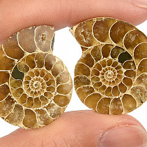 Ammonite pair from Madagascar (9g)