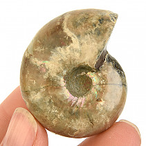 Ammonite whole with opal luster from Madagascar 40g