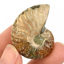 Ammonite whole with opal luster Madagascar 15g