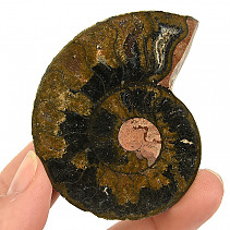 Ammonite half from Madagascar 34g