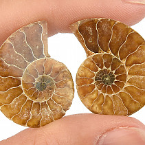 Ammonite Collector's Pair (Madagascar 6g)