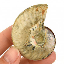 Amonit vcelku s opálovým leskem z Madagaskaru 36g