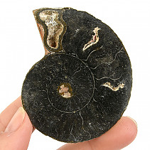 Amonit půlka z Madagaskaru 41g