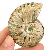 Ammonite whole with opal luster from Madagascar 61g