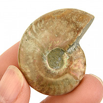 Ammonite whole with opal luster from Madagascar 17g