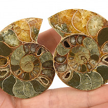 Ammonite pair from Madagascar 81g