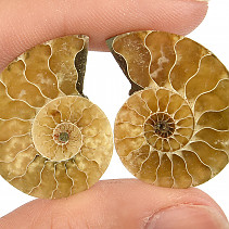 Ammonite pair 6g (Madagascar)