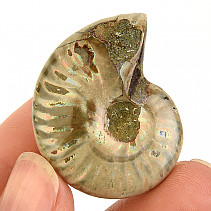 Ammonite whole with opal luster Madagascar 16g