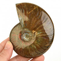 Ammonite whole with opal luster from Madagascar 202g