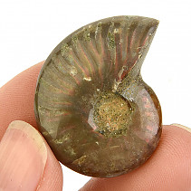 Ammonite whole with opal reflections (Madagascar) 9g