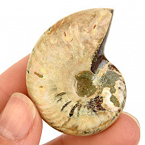 Ammonite whole with opal luster from Madagascar 23g