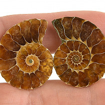 Ammonite pair from Madagascar (7g)