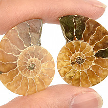 Collectible Ammonite Pair from Madagascar (7g)