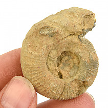 Ammonite whole from Madagascar 23g