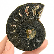 Ammonite half from Madagascar 50g