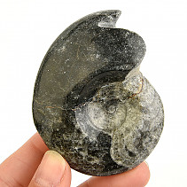 Goniatite fossil from Morocco 107g