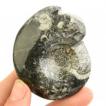 Goniatite fossil from Morocco 94g