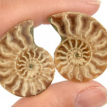 Collectible Ammonite Pair from Madagascar (8g)