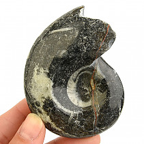 Goniatite fossil from Morocco 147g