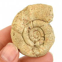 Ammonite whole from Madagascar 25g