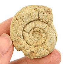 Ammonite in total from Madagascar 21g