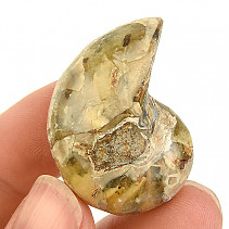Amonit vcelku s opálovým leskem z Madagaskaru 25g