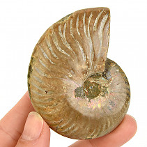 Whole ammonite with opal luster from Madagascar 105g