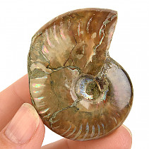 Ammonite whole with opal luster from Madagascar 43g