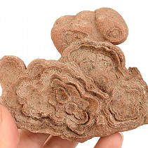 Fossil stromatolite Morocco 292g