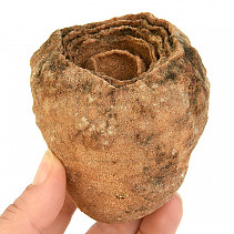 Zkamenělý stromatolit Maroko 460g