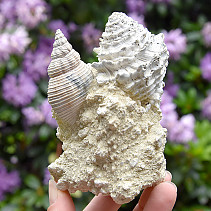 Conglomerate mussels from France 327g
