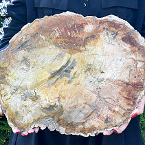Zkamenělé dřevo velký dekorační plátek 4497g