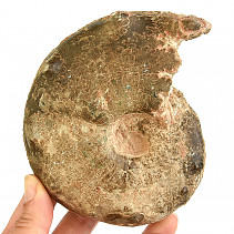Fossil ammonite tractor (Morocco) 813g