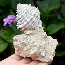 Decorative shell conglomerate 282g