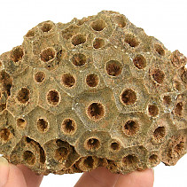 Fossil coral from Morocco 247g