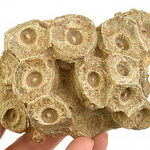 Fossil coral from Morocco 381g
