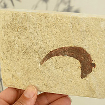 Ryba fosilní Knightia alta (USA) 273g