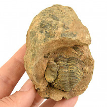 Trilobite Calymene positiv from Morocco 141g