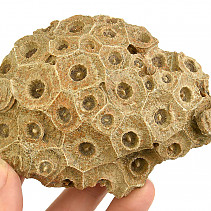 Fossil coral from Morocco 328g