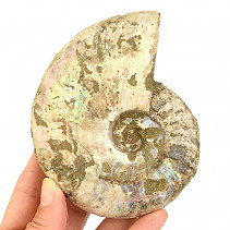 Ammonite whole with opal luster 367g