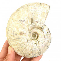Smooth ammonite 433g in total