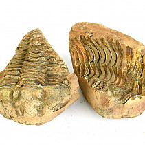 Trilobite Calymene positive and negative from Morocco 136g